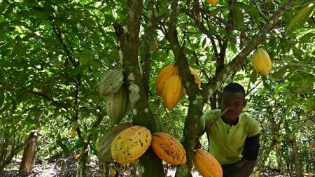 Cacao : la Côte d’Ivoire et le Ghana attaquent Hershey et Mars