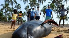 Quelque 120 « dauphins-pilotes » sauvés au Sri Lanka où ils avaient échoué