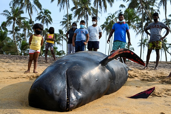 Les habitants regardent un globicéphale mort sur une plage de Panadura le 3 novembre 2020. Photo par Lakruwan Wanniarachchi/ AFP via Getty Images.