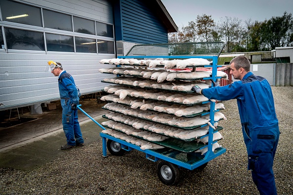 -Les fermiers de vison Henrik Nordgaard transportent un lot de visons morts avec un employé car ils doivent tuer leur troupeau, au Danemark, le 6 novembre 2020. Photo par Mads Claus Rasmussen / Ritzau Scanpix / AFP via Getty Images.