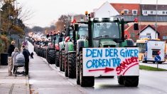 Coronavirus des visons : les éleveurs en colère défilent avec 500 tracteurs dans Copenhague