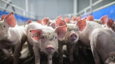Coronavirus en Bretagne : la filière porcine Cooperl va verser une prime de 200 euros à ses salariés vaccinés