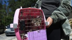 Évacuation de 33 chats qui « vivaient dans leurs excréments » en Corrèze : une propriétaire retrouve sa maison insalubre