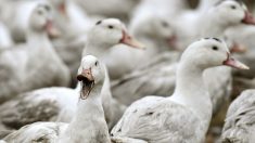 Grippe aviaire : un foyer épidémique détecté dans les Ardennes