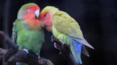Espagne: des perroquets aperçus en train de libérer des oiseaux enfermés dans des cages allant de maison en maison
