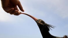 Isère : une femelle ibis chauve égarée lors de sa migration a été abattue par des tirs italiens