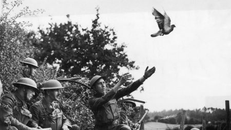 Perdu par un pigeon voyageur il y a 110 ans, un message militaire allemand ressurgit en France