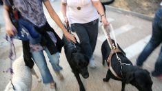 Valence : un chien guide d’aveugle se fait attaquer par un molosse qui se promenait sans maître et sans muselière