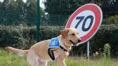 Lorient : un conducteur de bus refuse de prendre en charge une jeune femme handicapée et sa chienne d’assistance