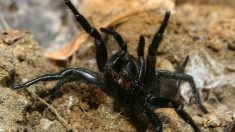 Vaucluse : un couple confiné avec une araignée géante lance un appel à l’aide désespéré