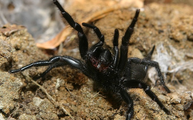 L'araignée de 8 à 10 cm qui terrifie le couple serait une mygale de l'espèce Macrothele calpeiana. (Crédit : Rafael Cerpa)