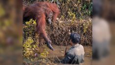 Un orang-outan tend une main secourable au garde qui nettoyait la rivière de ses serpents
