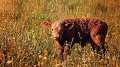 Un veau atrocement mutilé découvert mort dans un champ à Hérisson dans l’Allier