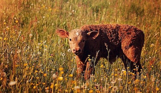 Un veau de 3 semaines a été découverte mutilé dans un champ dans l'Allier. (Photo: crédit Pixabay/Pezibear)