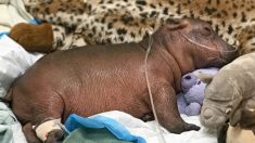 L’hippopotame « Fiona », née prématurément avec un poids de 13 kg, franchit une étape importante avant son quatrième anniversaire