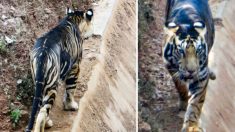 Un tigre « noir » extrêmement rare est photographié en Inde – seulement 6 spécimens sont recensés