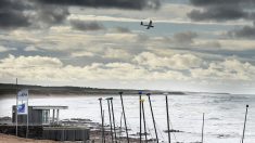 Vendée : ils aperçoivent un dauphin échoué sur la plage et joignent leur force pour le remettre à l’eau