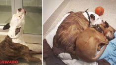 La vidéo d’un chien abandonné qui « pleure » après avoir été séparé de son meilleur ami devient virale