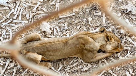 Une ONG partage des images bouleversantes d’animaux au seuil de la mort dans un zoo d’Afrique de l’Ouest, lors de ses efforts de sauvetage
