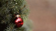 Confinement : les Français pourront acheter un sapin de Noël, annonce Julien Denormandie