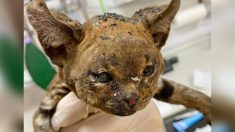 Un chaton nommé « chat roussi », gravement brûlé, est adopté par l’infirmière vétérinaire qui lui a sauvé la vie