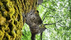 Hérault : des vandales empoisonnent les arbres centenaires du département