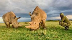 Les deux derniers rhinocéros blancs du monde ont besoin de gardes armés 24 heures sur 24