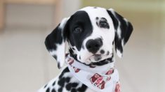 Un dalmatien avec un nez en forme de cœur est entraîné à devenir un chien d’assistance pour l’autisme
