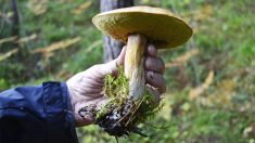 Gironde : elle va aux champignons une dernière fois avant le confinement et fait une cueillette invraisemblable