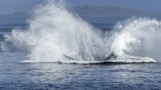 Japon : une baleine piégée depuis 19 jours entre des filets a été noyée par des pêcheurs