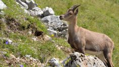 Hérault : les internautes se mobilisent pour sauver des chèvres menacées d’abattage