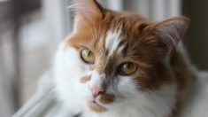 Huit ans après sa disparition, une habitante du Pas-de-Calais retrouve son chat à plus de 600 km de chez elle