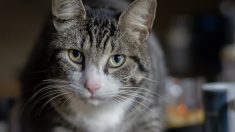 Alsace : en essayant d’attraper un paquet de croquettes, un chat met le feu à l’appartement de ses maîtres