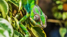 Des scientifiques redécouvrent un caméléon insaisissable vu pour la dernière fois il y a 100 ans à Madagascar