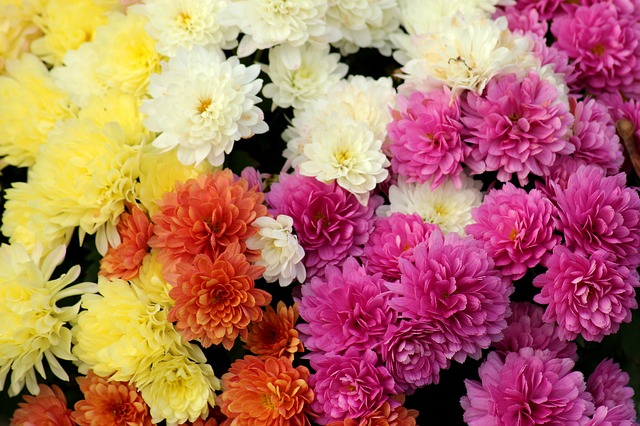 Un bouquet de chrysanthèmes (Pixabay)