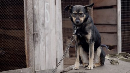 Val-d’Oise : 11 chiens affamés qui vivaient dans des conditions épouvantables sauvés par les gendarmes