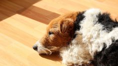Miracle de Noël : un chien adopté après avoir passé toute sa vie dans un refuge dans le Calvados
