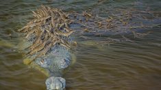 La photo d’un père crocodile portant plus de 100 bébés crocodiles sur son dos est porteur d’espoir