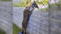 Le chien d’à côté vient voir ses nouveaux voisins par-dessus la clôture à l’aide d’un tabouret