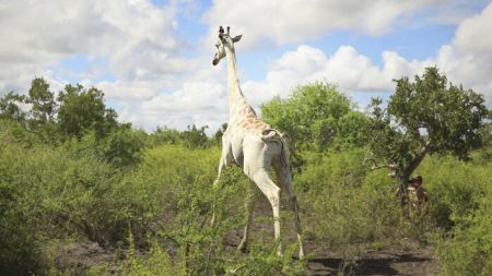 La dernière girafe blanche survivante au monde est équipée d’un GPS pour la protéger des braconniers, au Kenya