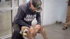 Un homme retrouve son chien sur Internet six mois après l’avoir perdu – et la vidéo de leurs retrouvailles est incroyable