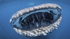 La photo d’un requin-baleine « souriant » avec la bouche pleine de sympathiques rémoras remporte un concours photo