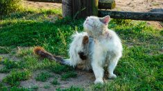 Dordogne : Mumiah, chat très malade et âgé, est adopté par une famille qui va le dorloter jusqu’à la fin de sa vie