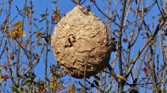 Côtes-d’Armor – Un professionnel neutralise un énorme nid de frelons asiatiques : « Un monstre, le plus gros de ma carrière »