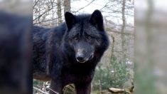 Un des loups échappés des Deux-Sèvres vu en Charente-Maritime à plusieurs reprises