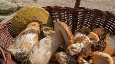Aveyron : quatre cueilleurs de champignons verbalisés à plus d’un kilomètre de chez eux
