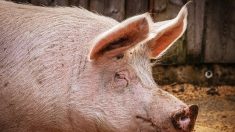 Bretagne : un cochon s’échappe de sa cage juste devant l’abattoir et se réfugie dans le jardin d’une retraitée