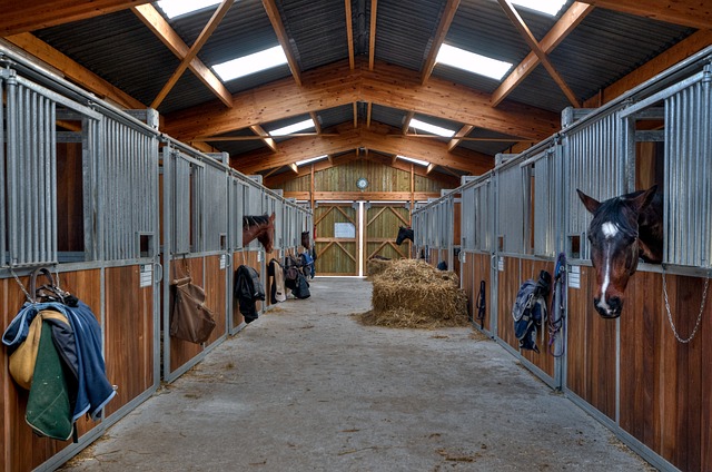 À cause du confinement, les centre équestres ont de graves difficultés financières, tandis que les chevaux, enfermés dans leurs box, ne font pas assez d'exercice. (Pixabay)