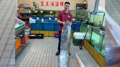 Un « poisson tremblement de terre » de 5 mètres pêché après les deux séismes qui ont frappé les côtes de Taïwan
