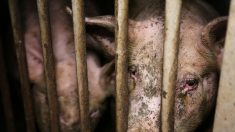 L214 porte plainte contre un élevage de cochons qui fournit Herta